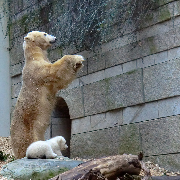 Eisbärin VILMA mit Eisbärbaby ANORI am 31. März 2012 im Wuppertaler Zoo