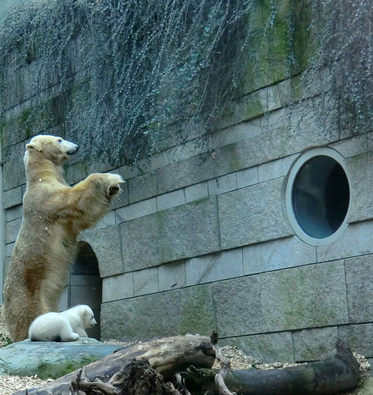 Eisbärin VILMA mit Eisbärbaby ANORI am 31. März 2012 im Wuppertaler Zoo