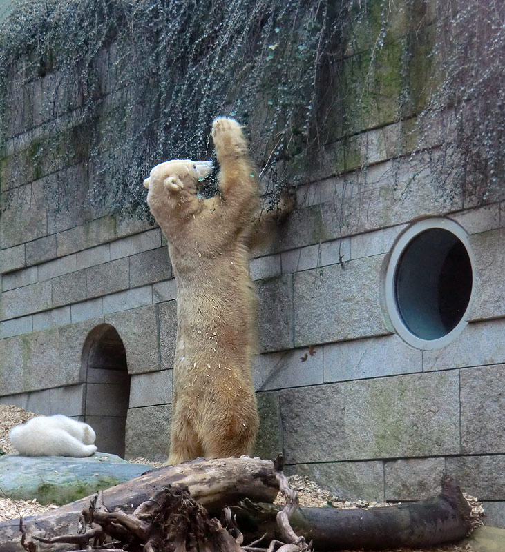 Eisbärin VILMA mit Eisbärbaby ANORI am 31. März 2012 im Zoo Wuppertal