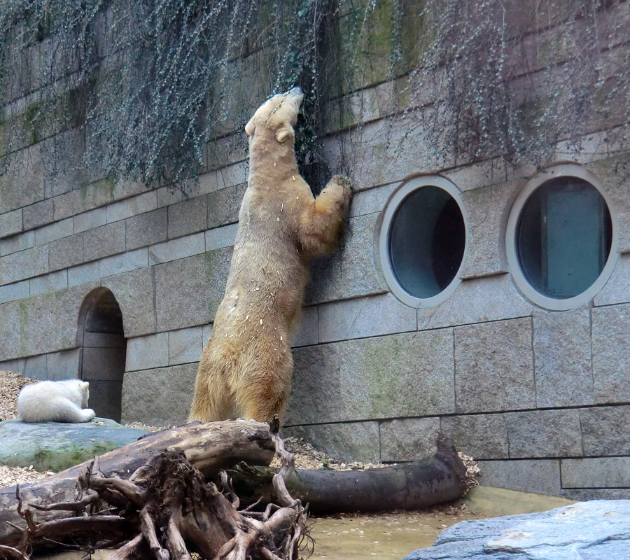 Eisbärin VILMA mit Eisbärbaby ANORI am 31. März 2012 im Zoologischen Garten Wuppertal