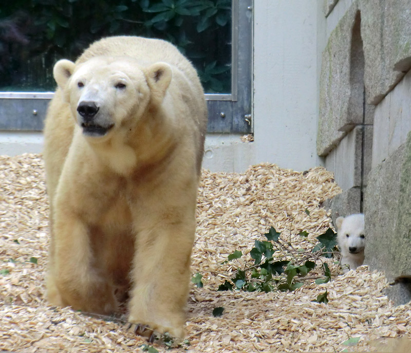 Eisbärin VILMA mit Eisbärbaby ANORI am 31. März 2012 im Wuppertaler Zoo