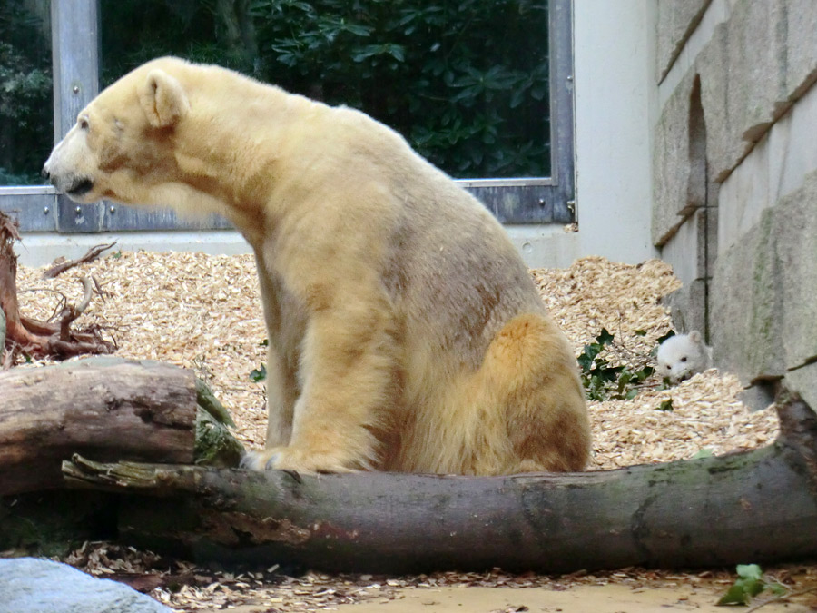 Eisbärin VILMA mit Eisbärbaby ANORI am 31. März 2012 im Zoo Wuppertal