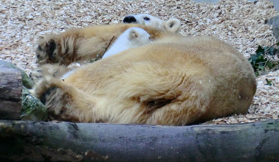 Eisbärin VILMA mit Eisbärbaby ANORI am 31. März 2012 im Zoologischen Garten Wuppertal