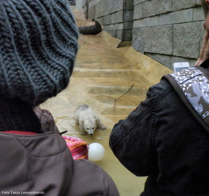 Eisbärchen ANORI am 5. April 2012 im Zoologischen Garten Wuppertal (Foto Tanja Lewandowski)