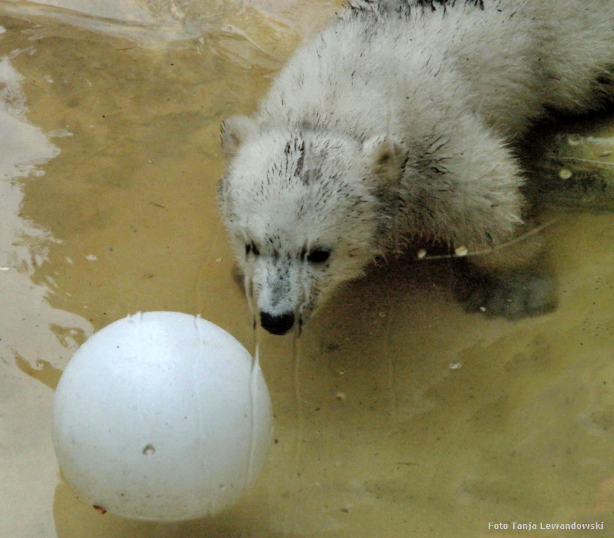 Eisbärchen ANORI am 5. April 2012 im Wuppertaler Zoo (Foto Tanja Lewandowski)