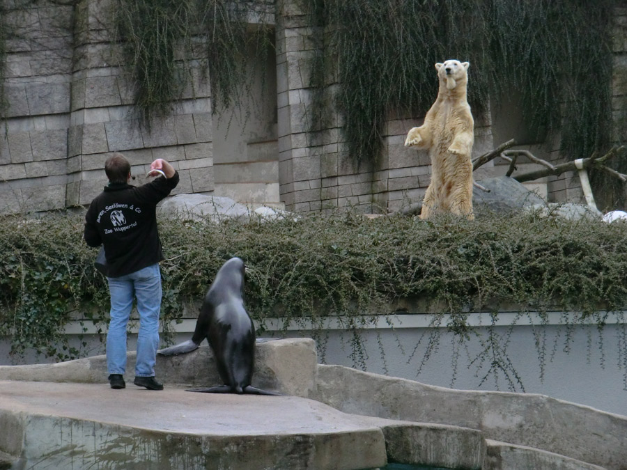 Eisbär LARS am 6. April 2012 im Wuppertaler Zoo