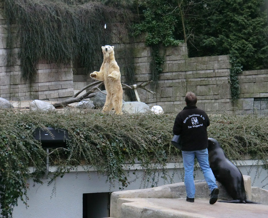 Eisbär LARS am 6. April 2012 im Zoo Wuppertal