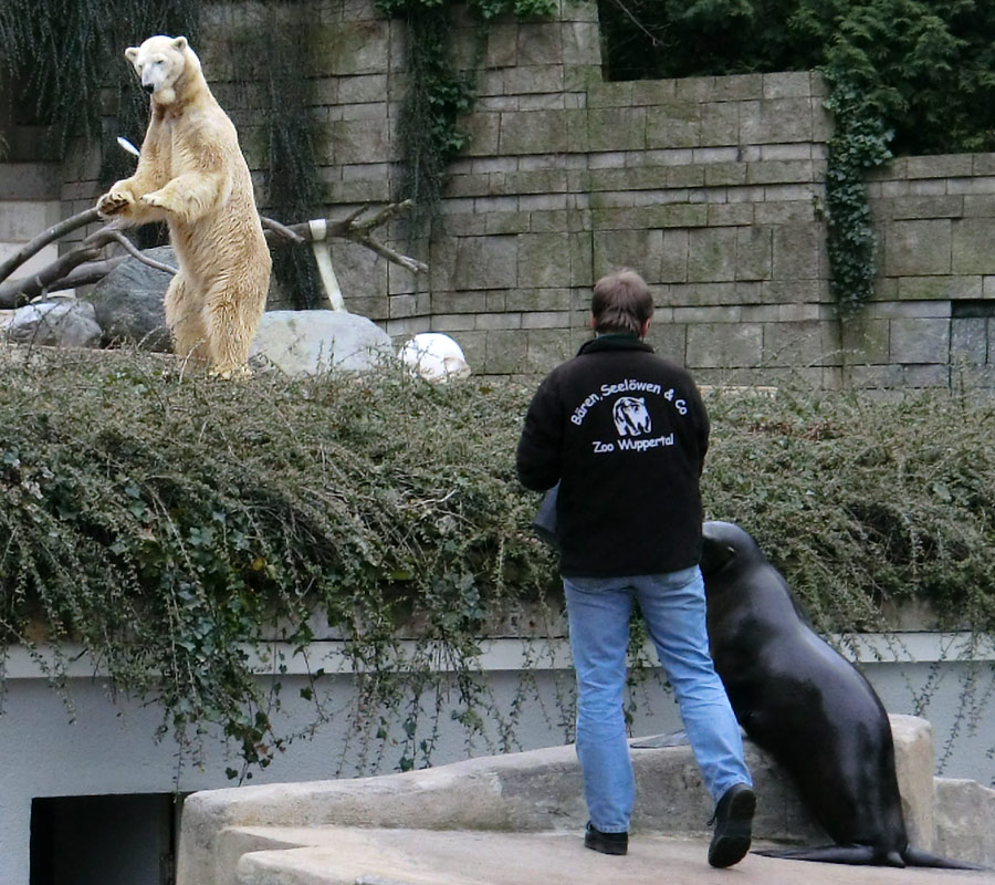 Eisbär LARS am 6. April 2012 im Zoologischen Garten Wuppertal