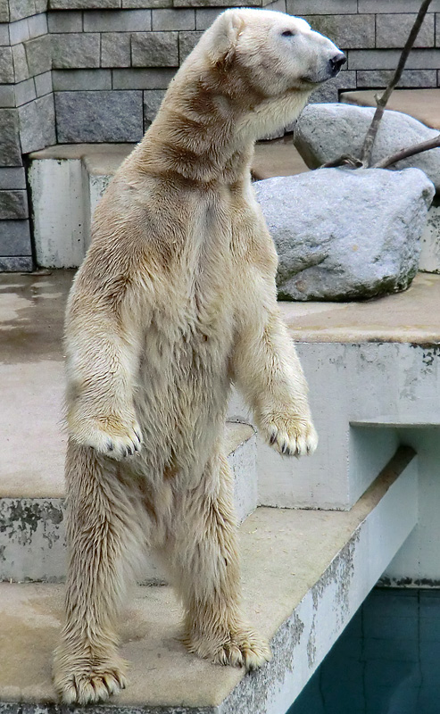 Eisbär LARS am 6. April 2012 im Zoologischen Garten Wuppertal
