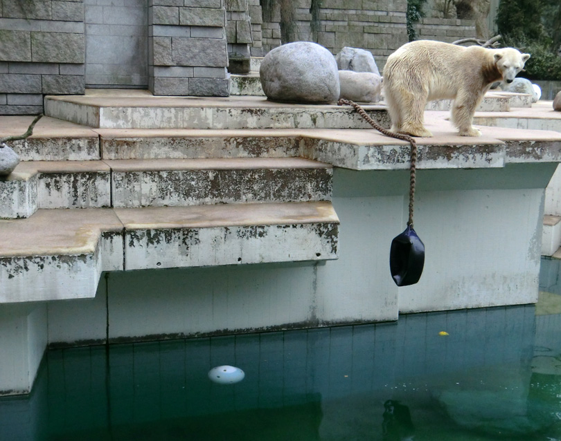 Eisbär LARS am 6. April 2012 im Wuppertaler Zoo