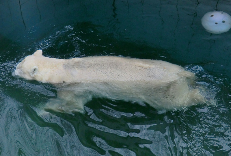 Eisbär LARS am 6. April 2012 im Zoo Wuppertal