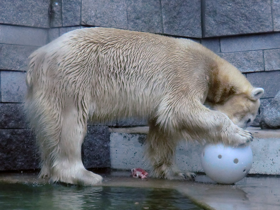 Eisbär LARS am 6. April 2012 im Zoo Wuppertal