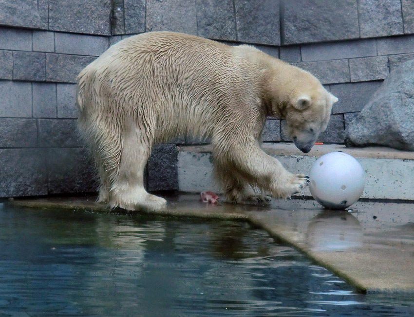 Eisbär LARS am 6. April 2012 im Zoologischen Garten Wuppertal