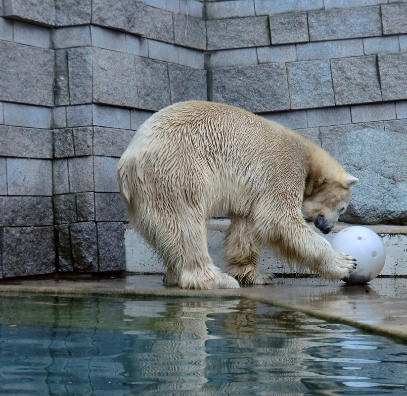 Eisbär LARS am 6. April 2012 im Wuppertaler Zoo