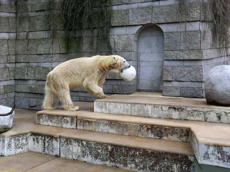 Eisbär LARS am 6. April 2012 im Zoo Wuppertal