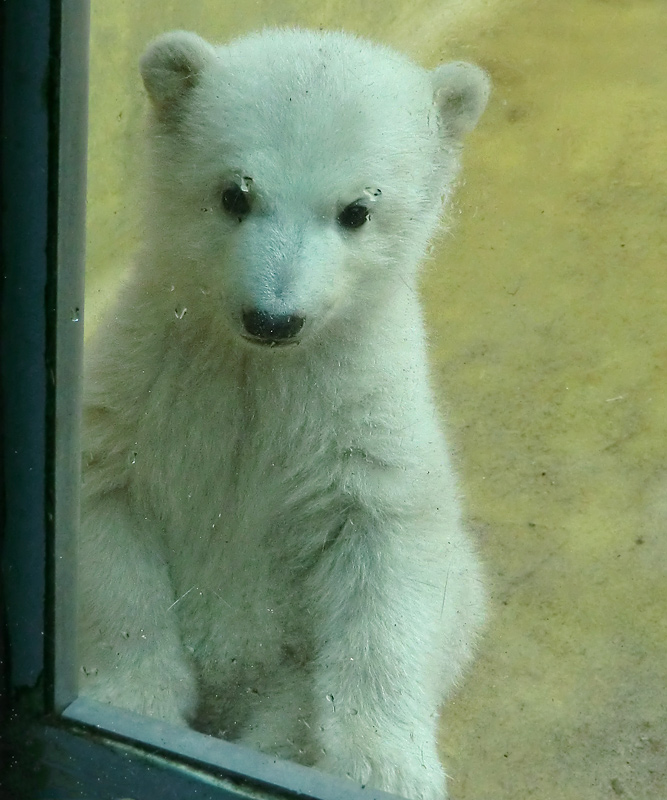 Eisbärchen ANORI am 6. April 2012 im Wuppertaler Zoo