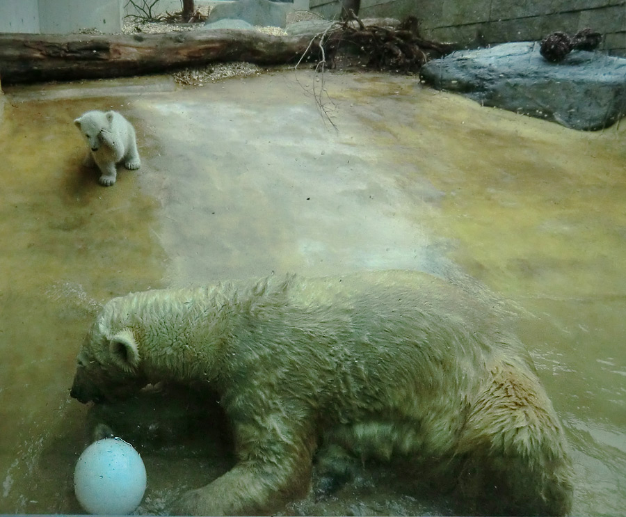 Eisbärin VILMA mit Eisbärbaby ANORI am 6. April 2012 im Wuppertaler Zoo