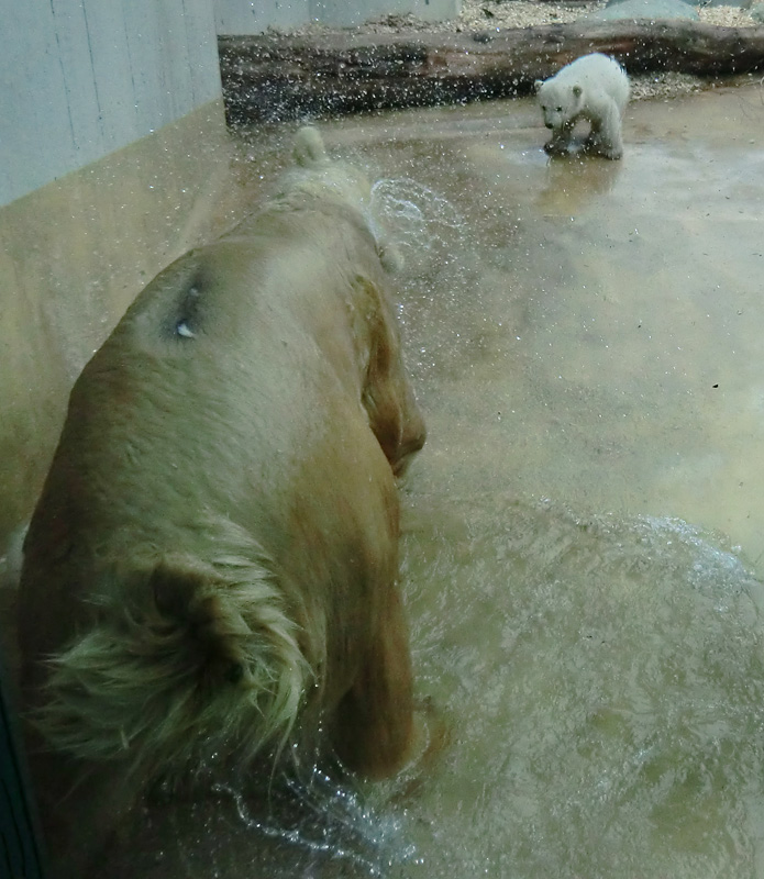 Eisbärin VILMA mit Eisbärbaby ANORI am 6. April 2012 im Wuppertaler Zoo