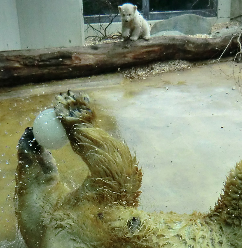 Eisbärin VILMA mit Eisbärbaby ANORI am 6. April 2012 im Wuppertaler Zoo