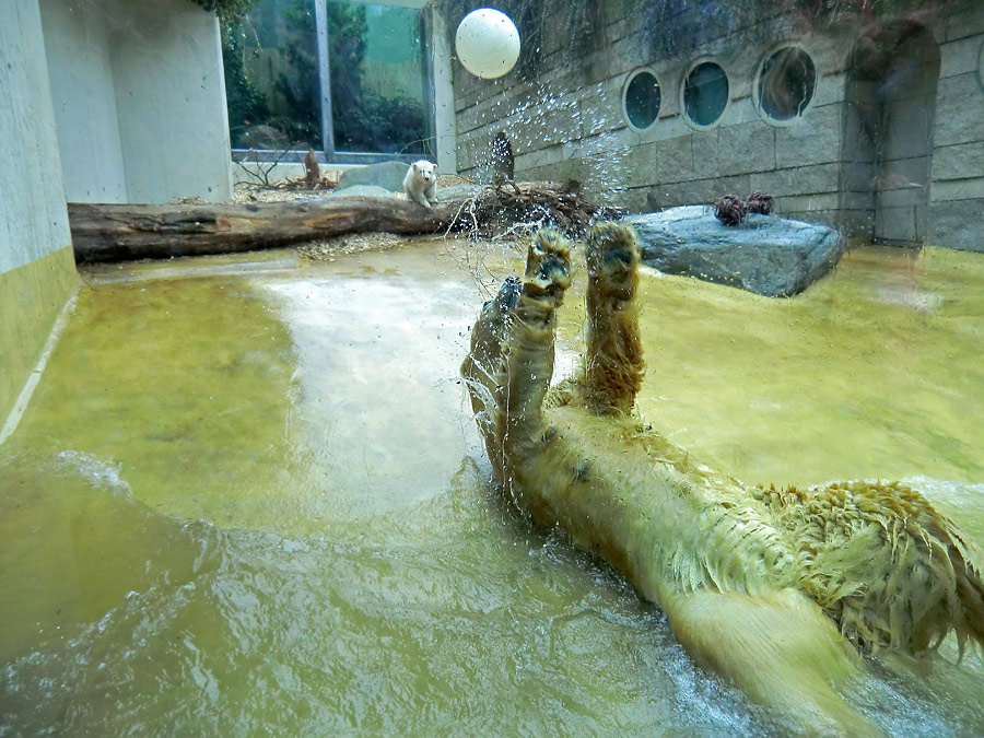 Eisbärin VILMA mit Eisbärbaby ANORI am 6. April 2012 im Zoo Wuppertal