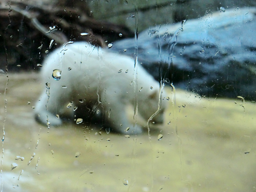 Eisbärbaby ANORI am 6. April 2012 im Wuppertaler Zoo