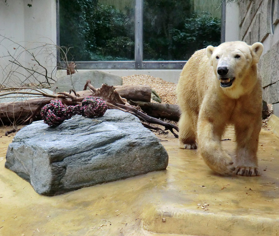 Eisbärin VILMA am 6. April 2012 im Zoologischen Garten Wuppertal