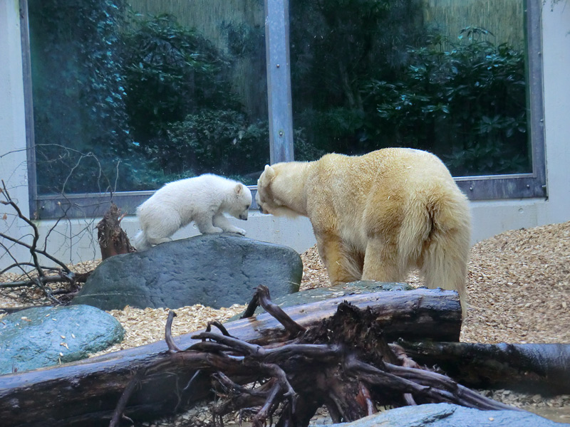 Eisbärin VILMA mit Eisbärchen ANORI am 7. April 2012 im Wuppertaler Zoo