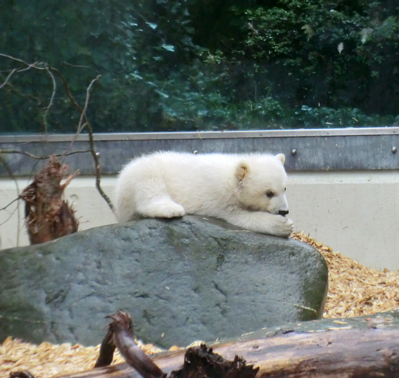 Eisbärin VILMA mit Eisbärchen ANORI am 7. April 2012 im Zoo Wuppertal