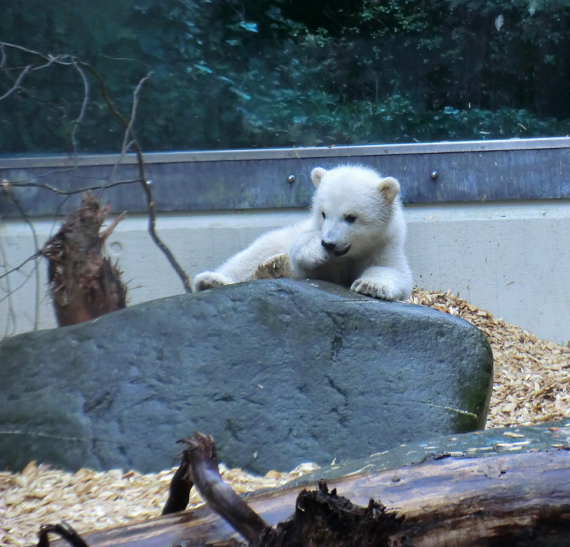 Eisbärin VILMA mit Eisbärchen ANORI am 7. April 2012 im Zoologischen Garten Wuppertal