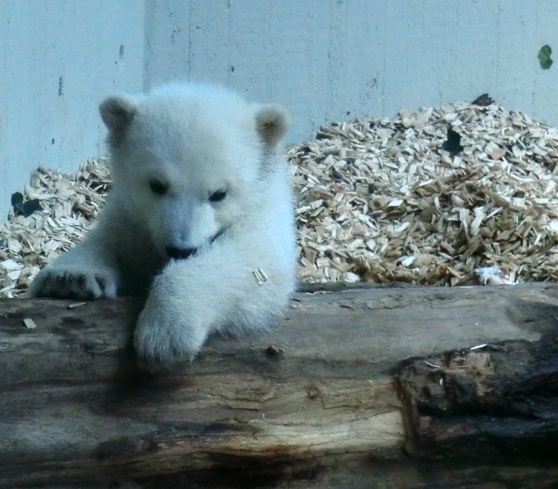 Eisbärin VILMA mit Eisbärchen ANORI am 7. April 2012 im Wuppertaler Zoo