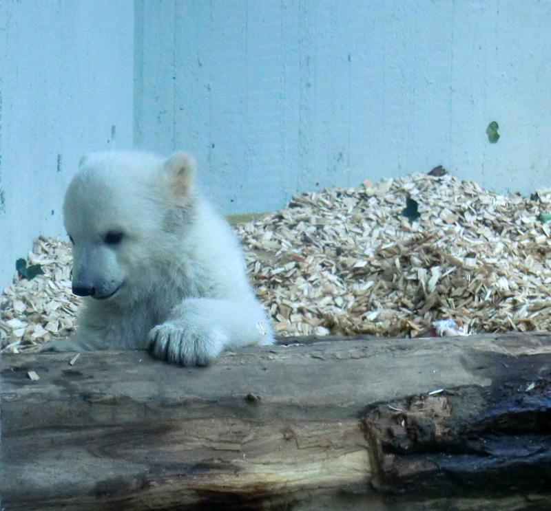 Eisbärin VILMA mit Eisbärchen ANORI am 7. April 2012 im Zoo Wuppertal