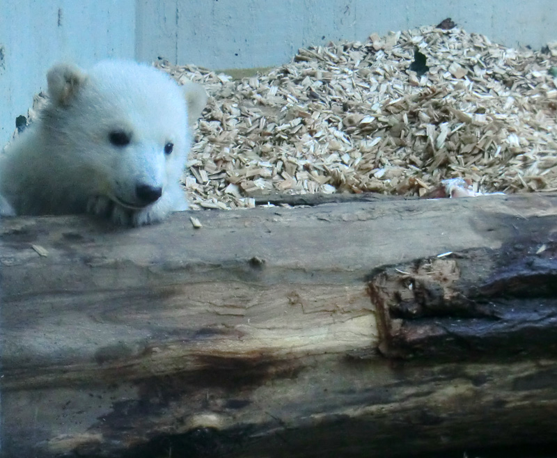 Eisbärin VILMA mit Eisbärchen ANORI am 7. April 2012 im Wuppertaler Zoo