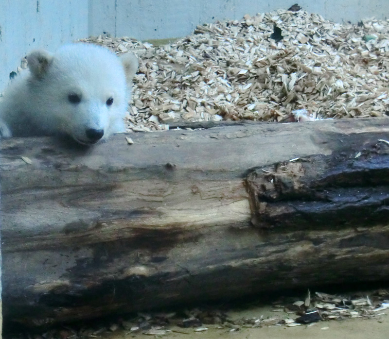 Eisbärin VILMA mit Eisbärchen ANORI am 7. April 2012 im Zoologischen Garten Wuppertal