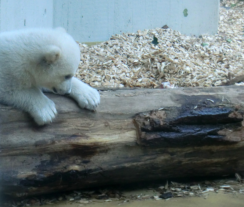 Eisbärin VILMA mit Eisbärchen ANORI am 7. April 2012 im Zoo Wuppertal