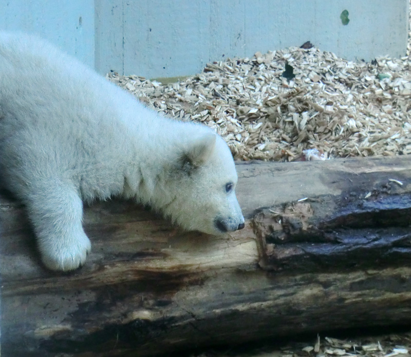 Eisbärin VILMA mit Eisbärchen ANORI am 7. April 2012 im Zoologischen Garten Wuppertal