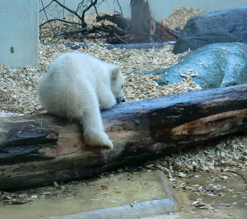 Eisbärin VILMA mit Eisbärchen ANORI am 7. April 2012 im Wuppertaler Zoo