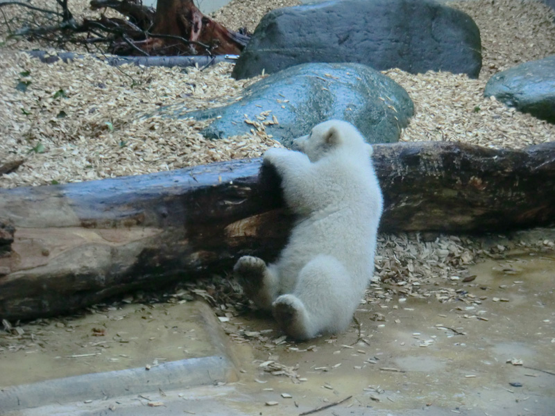 Eisbärin VILMA mit Eisbärchen ANORI am 7. April 2012 im Zoo Wuppertal