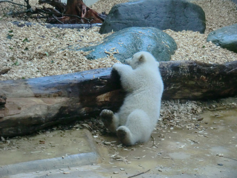 Eisbärin VILMA mit Eisbärchen ANORI am 7. April 2012 im Zoo Wuppertal