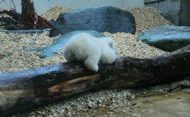 Eisbärin VILMA mit Eisbärchen ANORI am 7. April 2012 im Wuppertaler Zoo