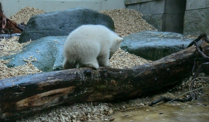 Eisbärin VILMA mit Eisbärchen ANORI am 7. April 2012 im Zoo Wuppertal