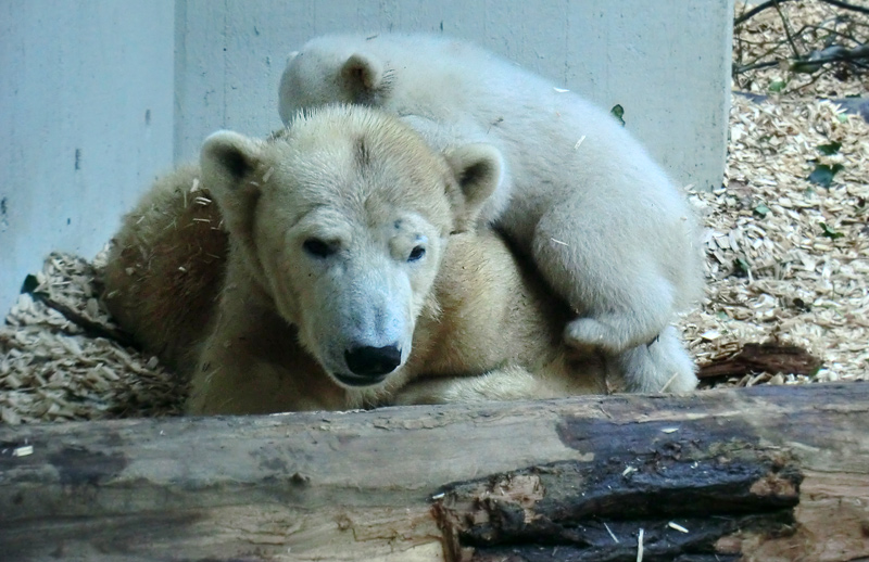 Eisbärin VILMA mit Eisbärchen ANORI am 7. April 2012 im Zoo Wuppertal