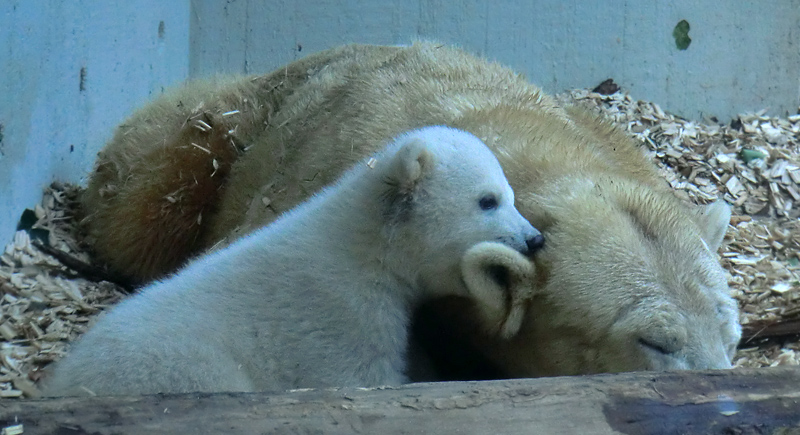 Eisbärin VILMA mit Eisbärchen ANORI am 7. April 2012 im Wuppertaler Zoo