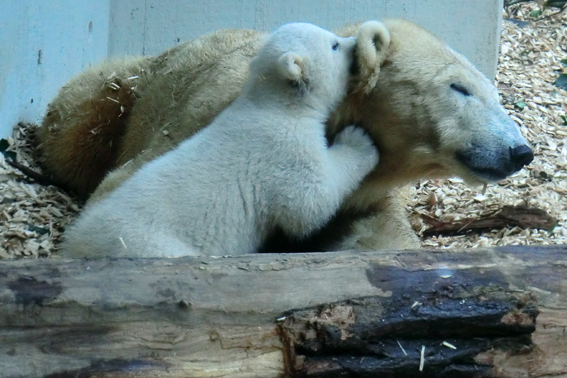 Eisbärin VILMA mit Eisbärchen ANORI am 7. April 2012 im Zoo Wuppertal