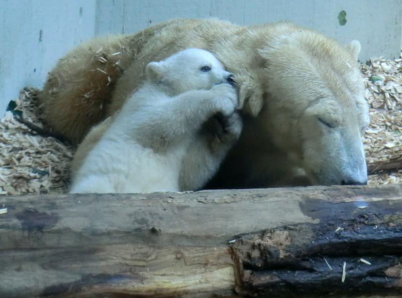 Eisbärin VILMA mit Eisbärchen ANORI am 7. April 2012 im Zoologischen Garten Wuppertal