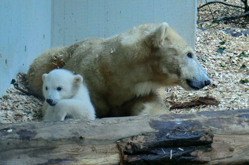 Eisbärin VILMA mit Eisbärchen ANORI am 7. April 2012 im Wuppertaler Zoo