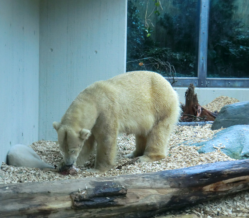 Eisbärin VILMA mit Eisbärchen ANORI am 7. April 2012 im Zoo Wuppertal