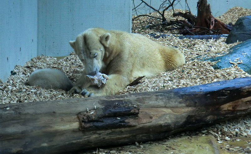 Eisbärin VILMA mit Eisbärchen ANORI am 7. April 2012 im Wuppertaler Zoo