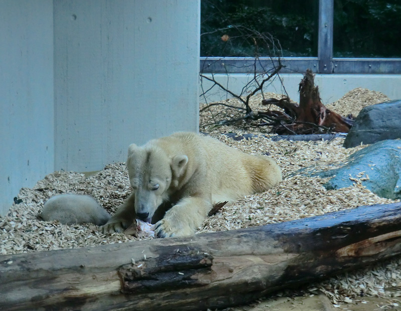 Eisbärin VILMA mit Eisbärchen ANORI am 7. April 2012 im Zoo Wuppertal