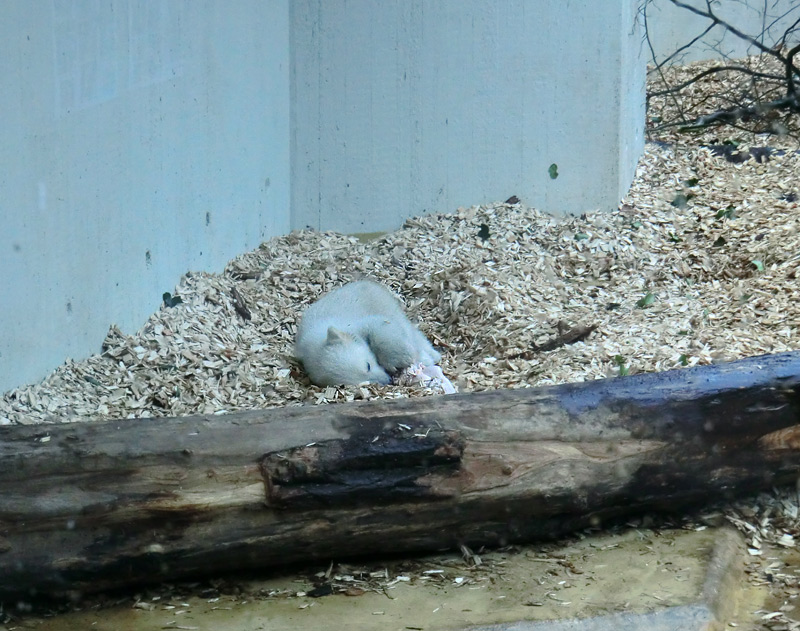 Eisbärin VILMA mit Eisbärchen ANORI am 7. April 2012 im Zoologischen Garten Wuppertal