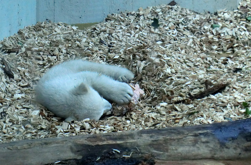 Eisbärin VILMA mit Eisbärchen ANORI am 7. April 2012 im Wuppertaler Zoo